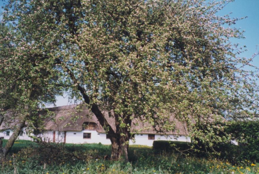 Gerskov æbletræ i blomst
