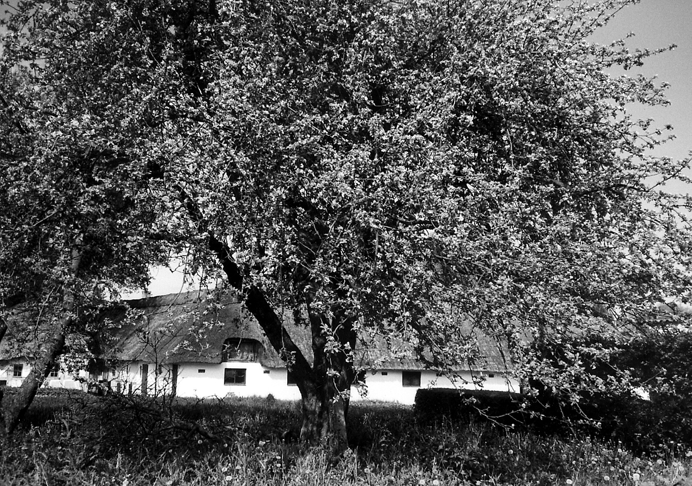 Foto af æbletræ med Gerskov æblet